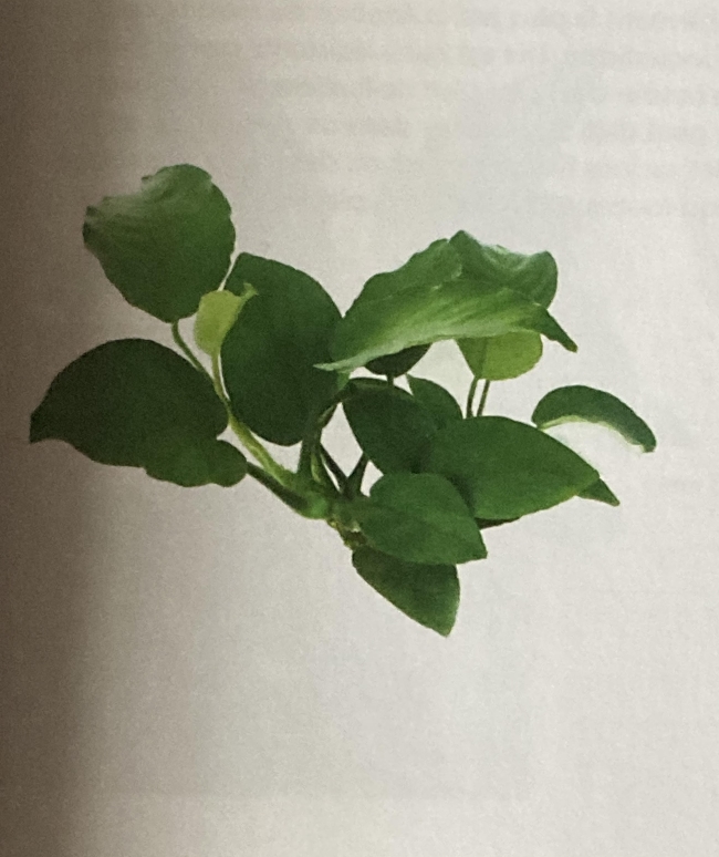 anubias barteri